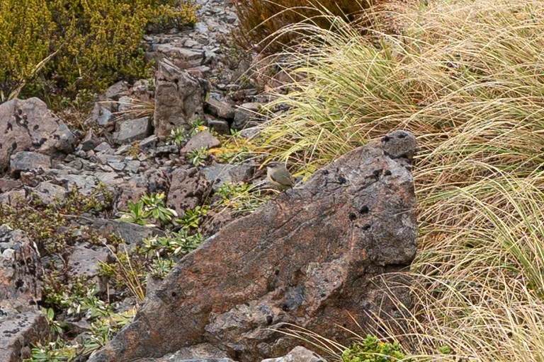 Rock wren at Taruahuna Saddle