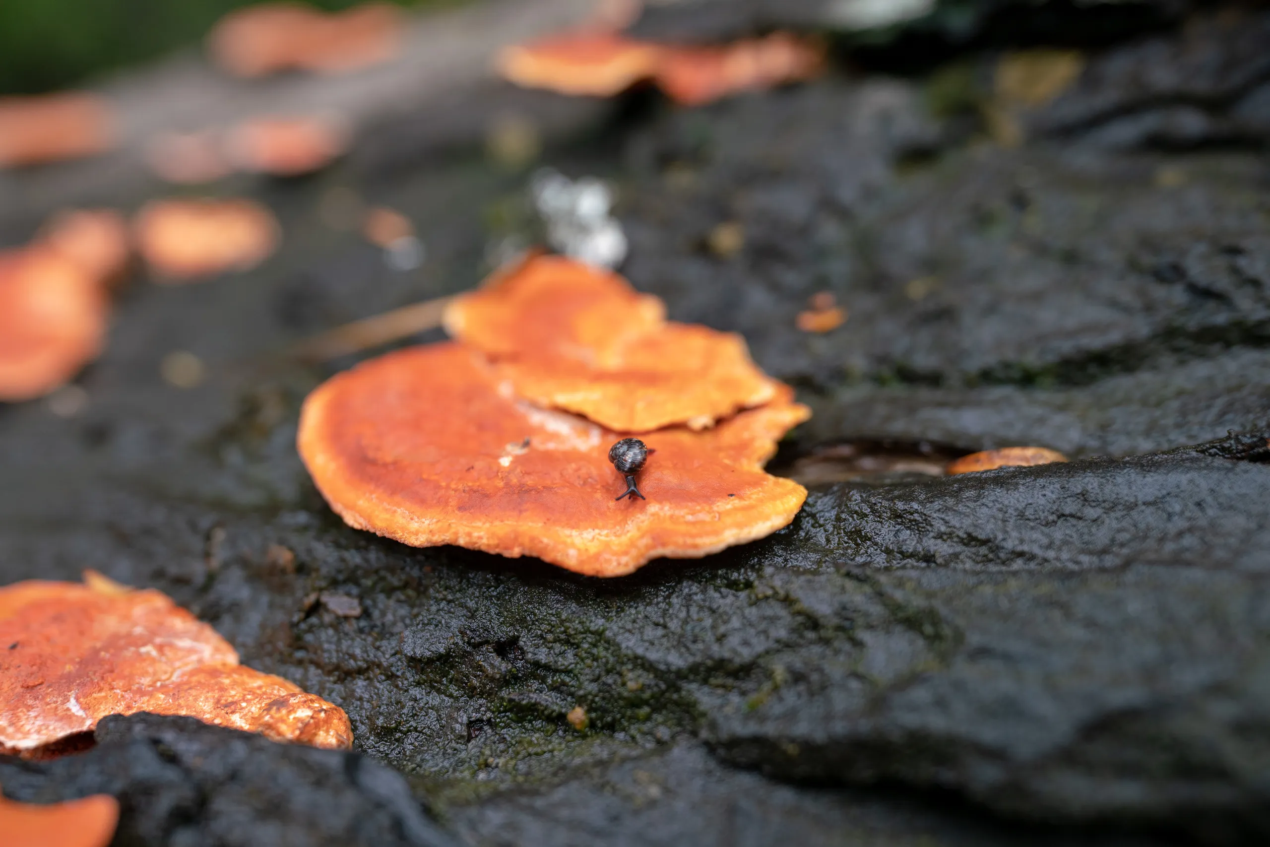 Tiny snail, possibly a carnivorous Powelliphanta variety, on a large orange fungus