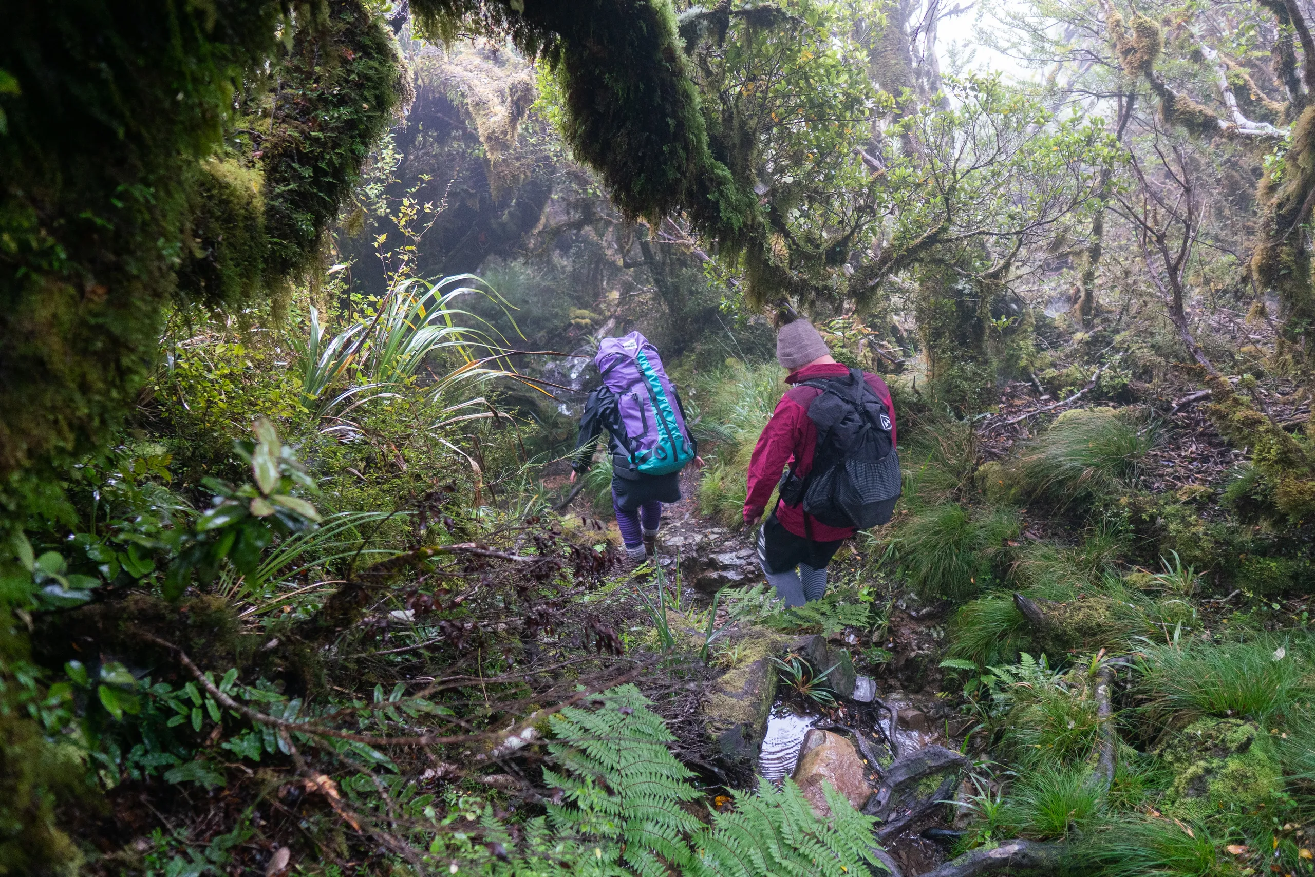 Descending down the trail into foggy forest, shortly after the hut