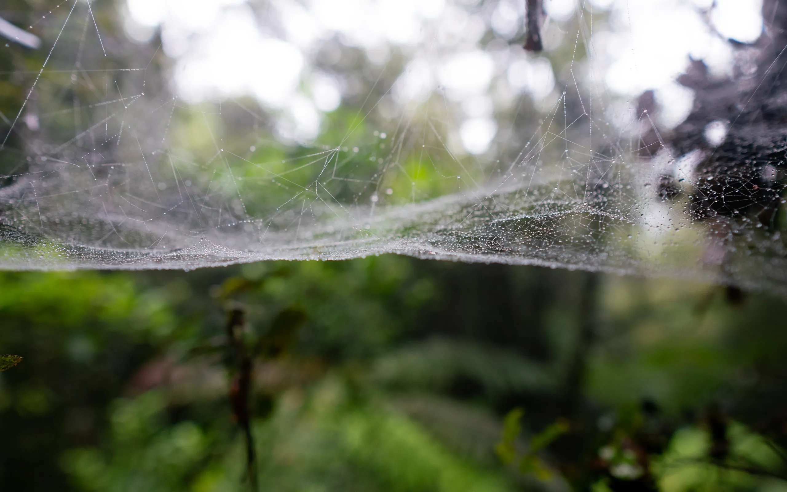 Spiderweb alongside the track