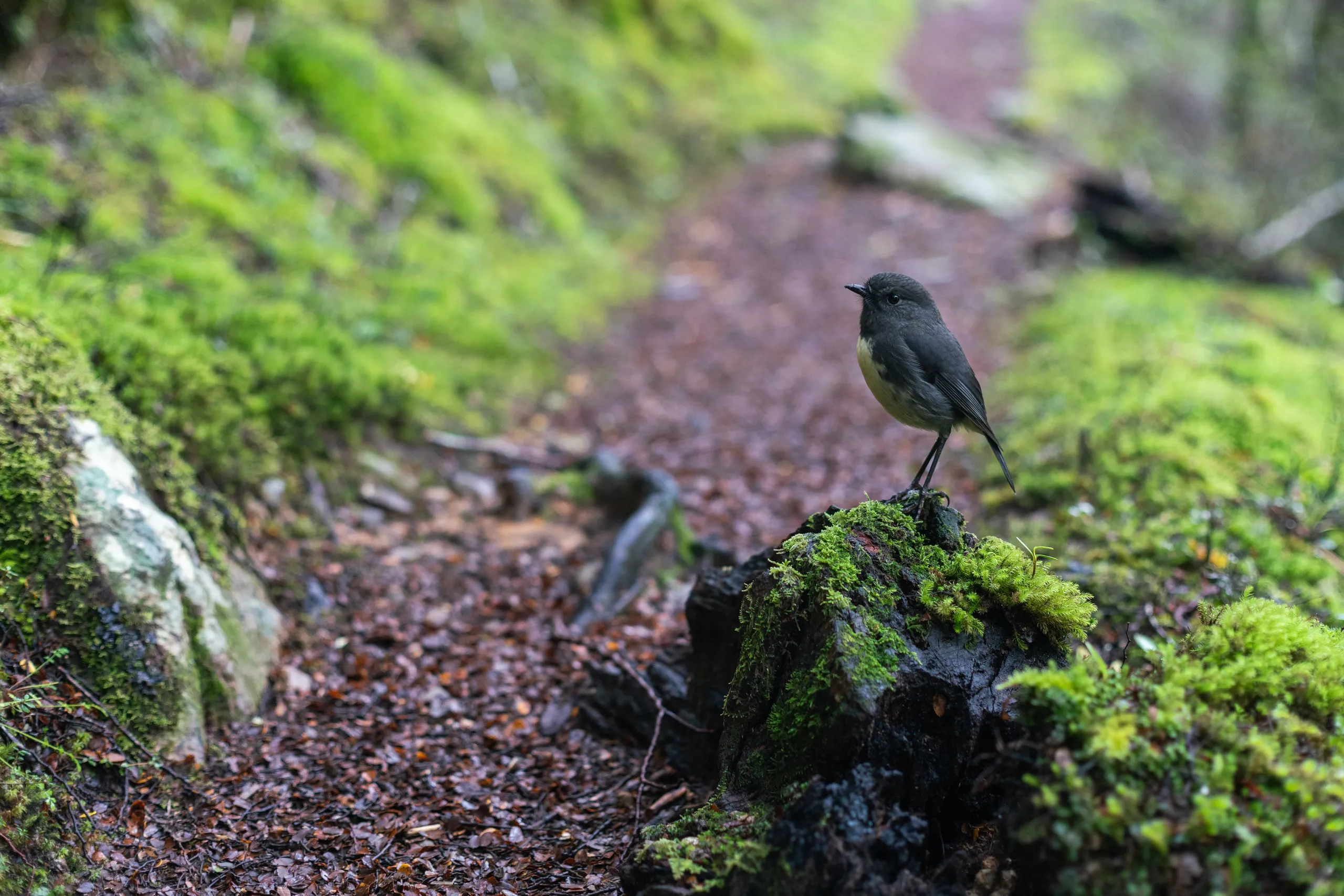 Many friendly Robins were encountered. So too were Pīwakawaka, which followed us along sizeable sections of the trail.