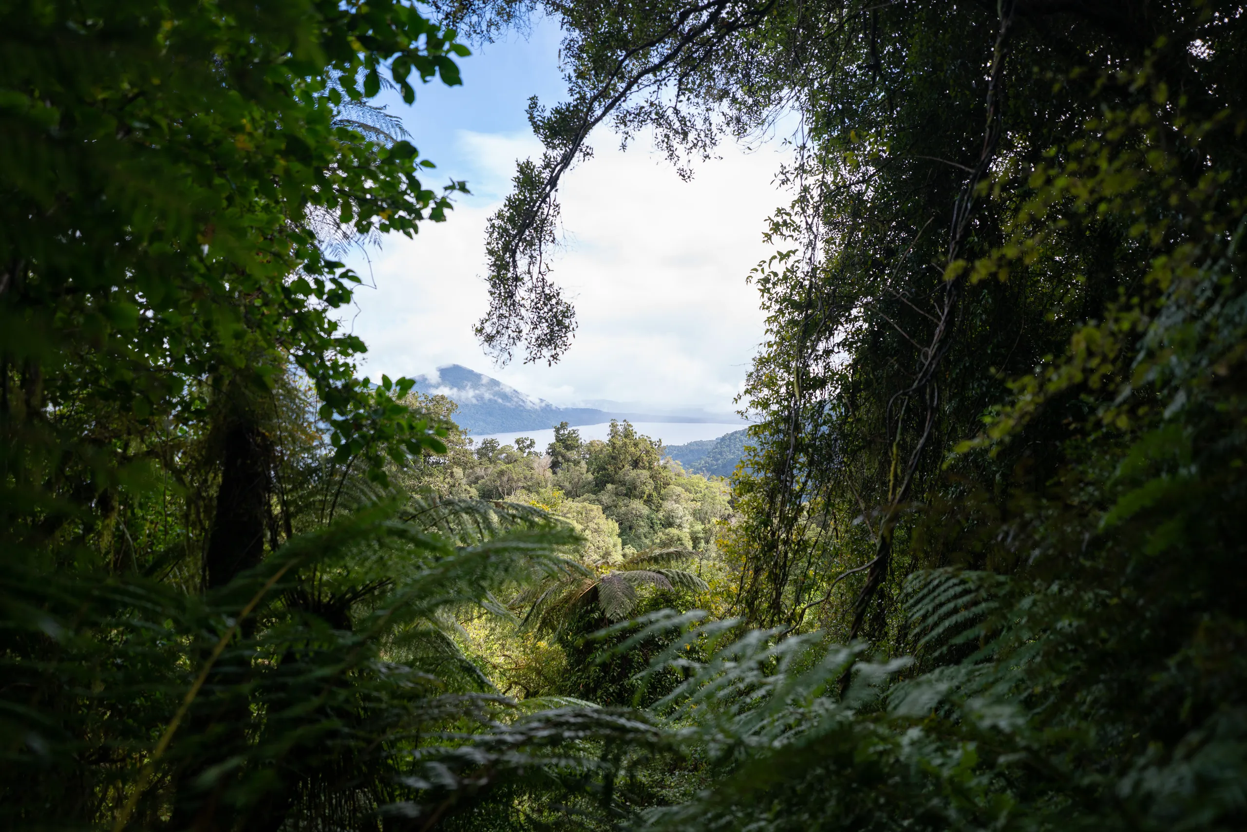 Glimpse of Lake Kaniere from the densely-forested track