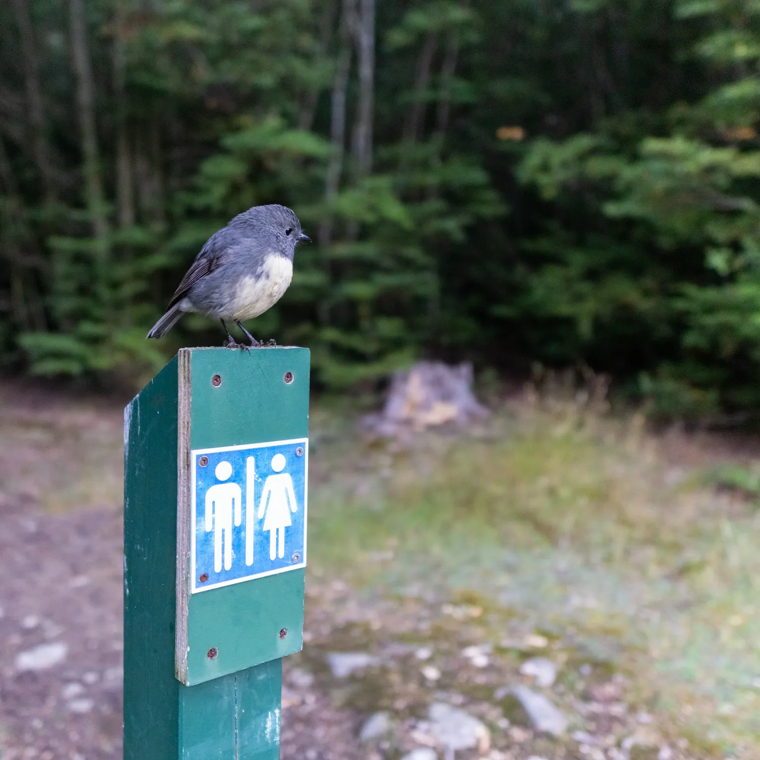 I only had my landscape lens with me for this trip but robins are so tame that it served adequately for bird photography. This particular individual was quite fascinated with the toilet marker.