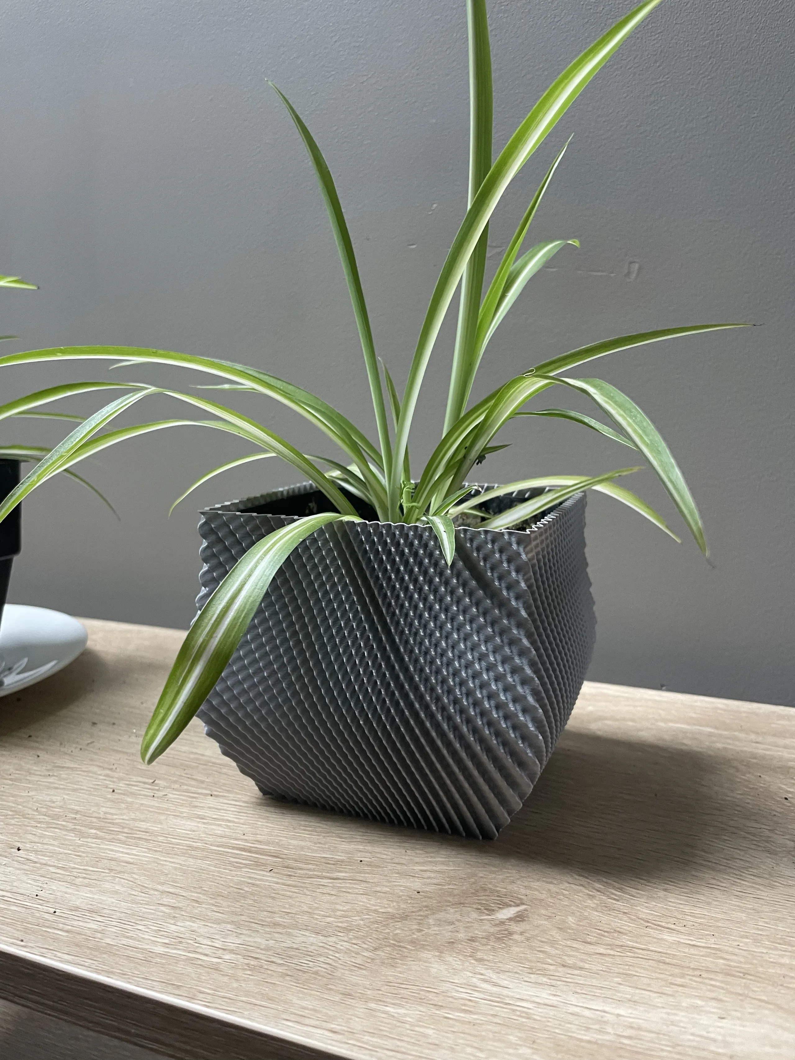 Dual swept sine waves. Printed in grey PLA and pictured with a spider plant.