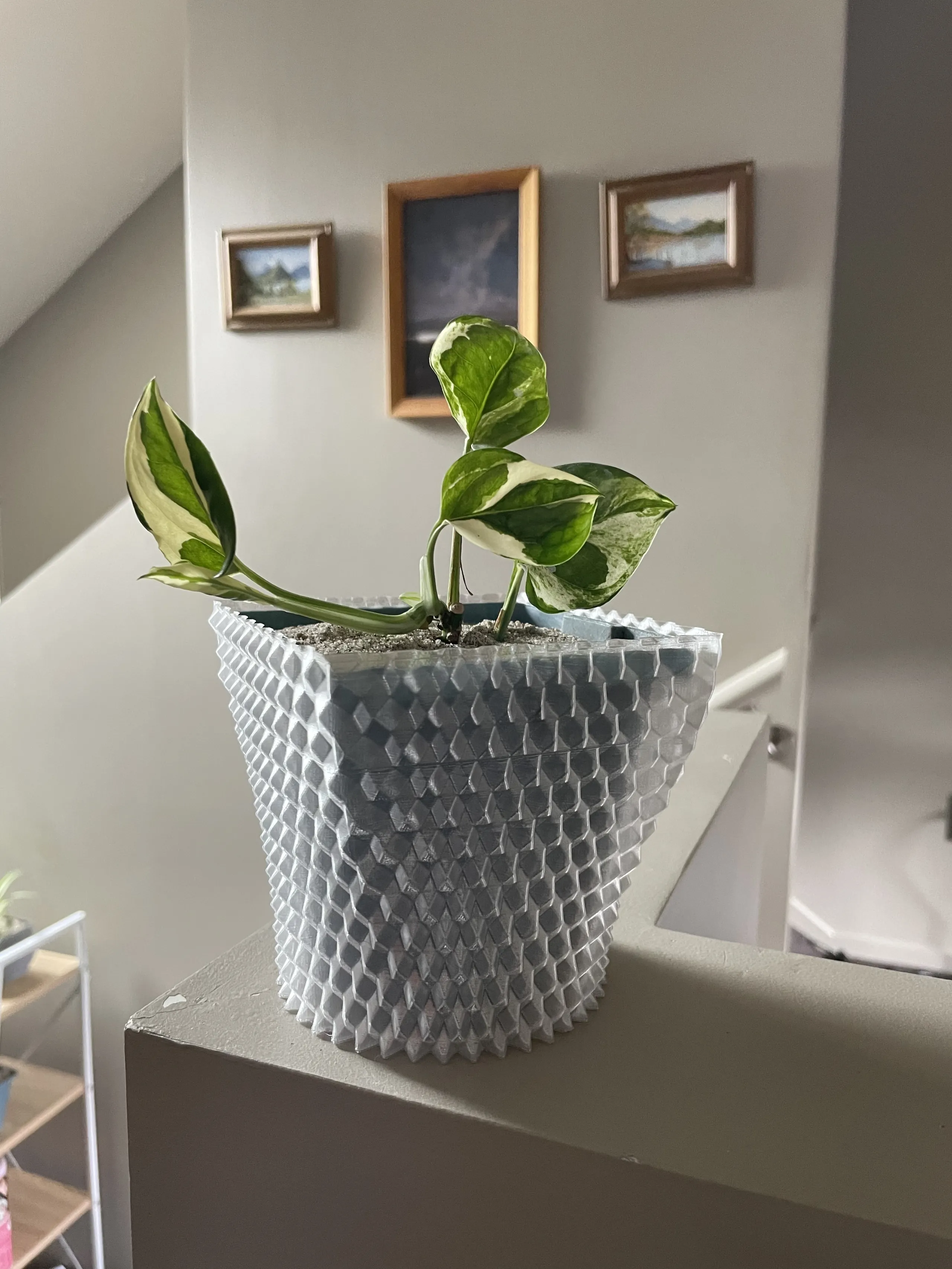 Dual diagonal triangle waves. Printed in clear PETG and pictured with an N'Joy pothos.