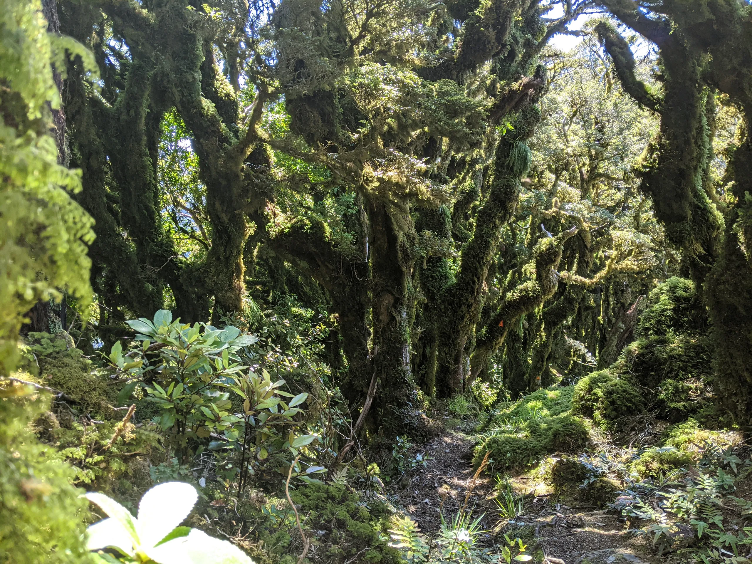 The last 500-600m of the track is lined with these beautiful, mossy, twisted trees. It's intensely green and my favourite section of the trail.